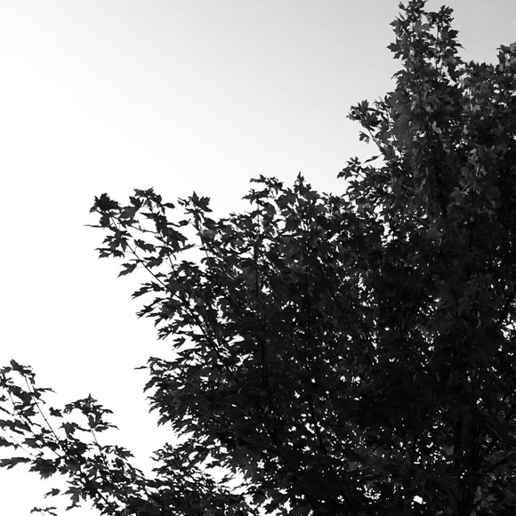 Meet your Posher, Carlie - Picture 1 of 1